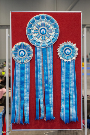 26_NV_BRNO_SO (2) - kopie